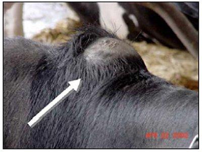 Šíjová zábrana Nepohodlné volné ustájení Nedostatek prostoru Otlaky na šíji Krávy se bojí ulehnout Snížení