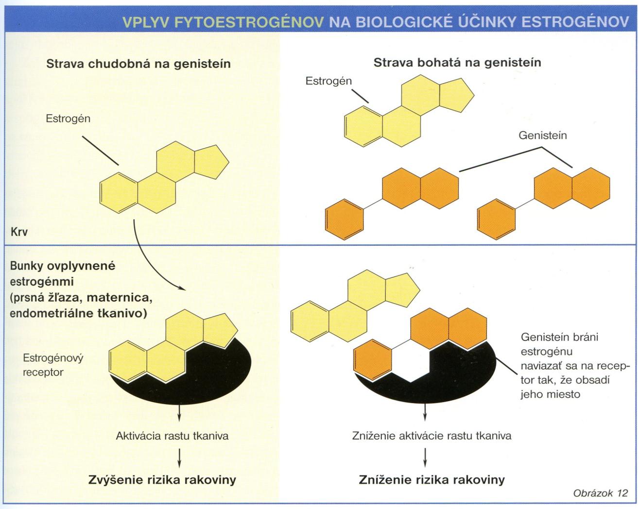 Příklad účinek fytoestrogenů rostlinný tamoxifen?