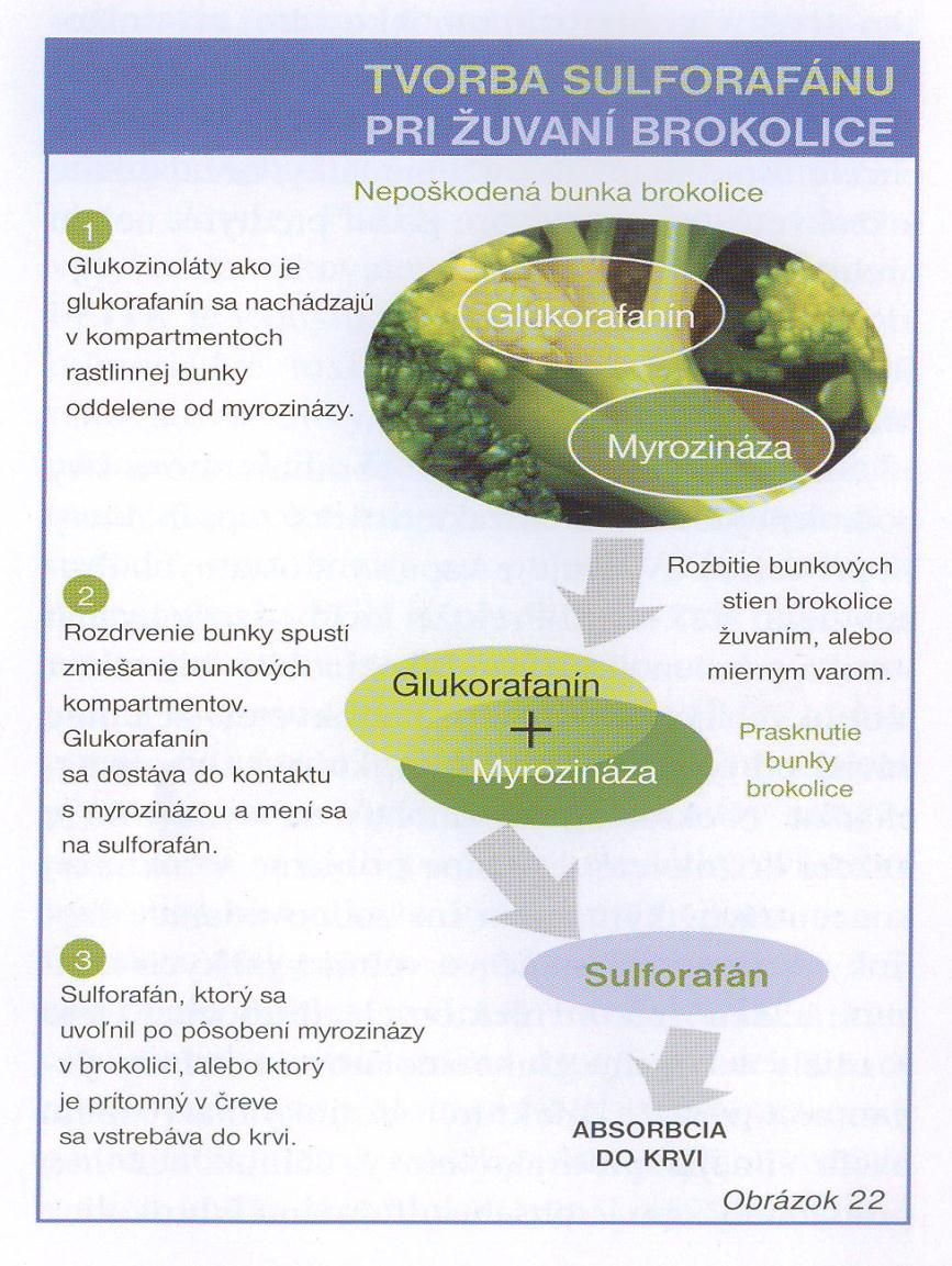 Protirakovinné účinky brukvovité zeleniny Vliv