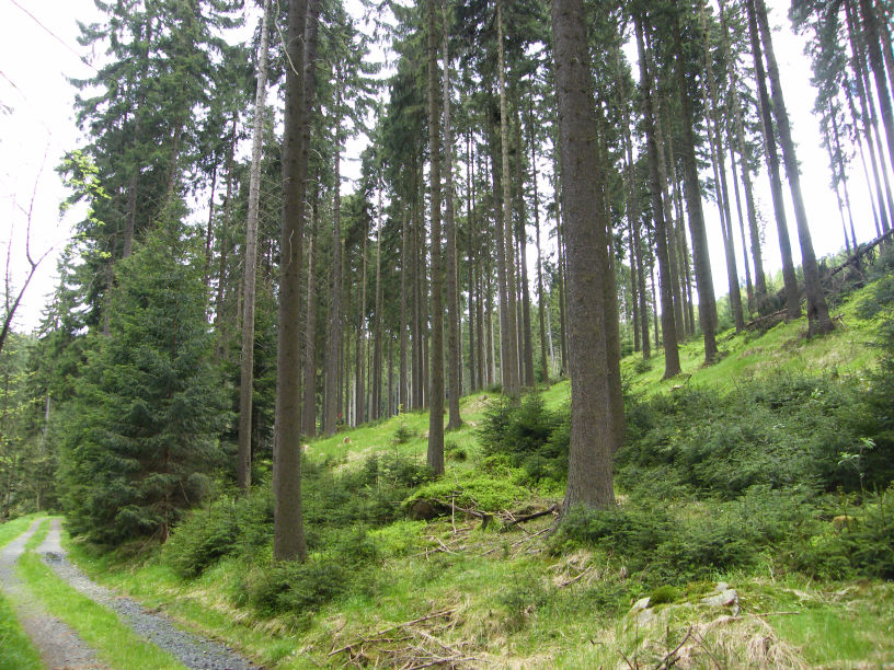 Nejrozšířenějším a nejčastěji využívaným zdrojem reprodukčního materiálu lesních dřevin používaného k obnově lesa je zdroj reprodukčního materiálu kategorie selektovaný.