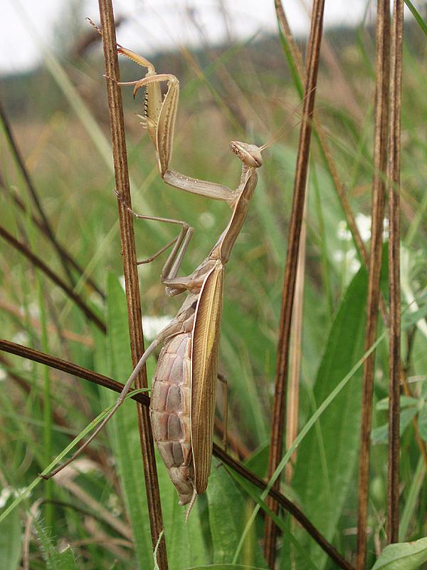 Systém a zástupci: 2000 druhů tropická oblast, Evropa 24 druhů, u nás 1 zástupce Ekologie na vegetaci číhající na kořist, u nás lesostepní biotopy Sběr: Individuálně, smýkání,