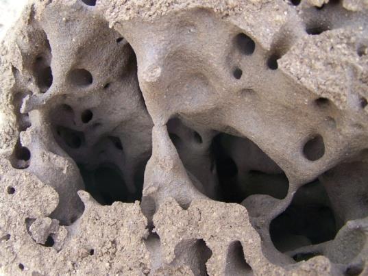 Ekologie hnízda až milión dělnic, termitiště přežívají až 50 let poškozují dřevěné stavby - značné