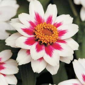 Zinnia marylandica ostálka, cínie čeleď: Asteraceae popis: výška kolem 30 cm, kompaktní rostlina, květ může být jednoduchý nebo plnokvětý, barvy bílé, žluté, růžové, červené i dvoubarevné množení: