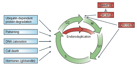 vývoj trichomu model buněčné diferenciace mitózy endoreduplikace (32C) zvětšování objemu větvení SIM pozitivní a negativní regulátory buněčné exprese (TFs) regulace buněčného cyklu modifikace