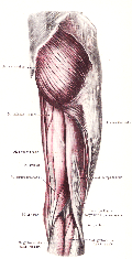 Skupina m. quadriceps femoris Skládá se ze čtyř svalů (m. vastus medialis, m. vastus lateralis, m. vastus intermedius a m.