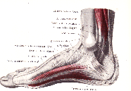 3) oblast nohy (akrální končetiny) Noha zprostředkuje styk s terénem, po kterém se jedinec pohybuje.