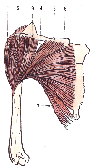 2) M. biceps brachii Dvoukloubový sval, spojující lopatku s radiem. Působí na rameno, kde jeho hlavy působí na abdukci a addukci paže a loketní kloub, kde způsobuje flexi spojenou se supinací. Obr. č.