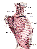 4) M. serratus anterior Spojuje 1.- 9. žebro s lopatkou Funkčně se podílí na abdukci paže, umožňuje vzpažení, fixuje a stáčí lopatku laterálně jejím dolním úhlem.