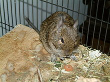 Osmák Degu Osmák degu je malý chilský hlodavec, lidově přezdívaný též chilská veverka. Jméno osmák má původ ve tvaru žvýkacích plošek jeho stoliček, které tvarem připomínají osmičky.