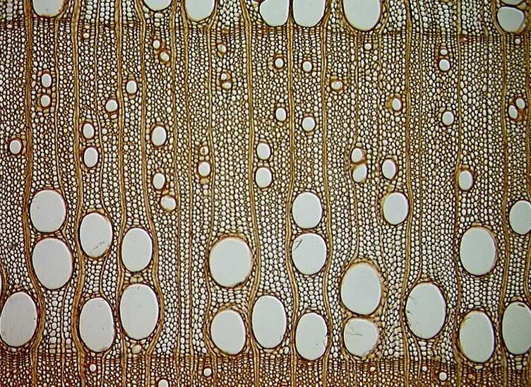 V lumenech cév je možný výskyt thyl. Dřeňové paprsky jsou homogenní (tvořeny pouze ležatými parenchymatickými buňkami), 1 4vrstevné.
