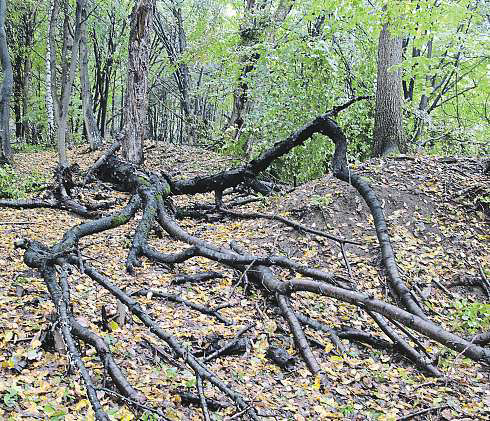 Všechno ve členitém, tajemném prostředí rozkládajícím se vokolí vrchu Ploščina na jižním Valašsku. 5plus2 V DŮVOD KÚSMĚVU To je Ščúrnica les nazvaný podle stejnojmenné studánky.