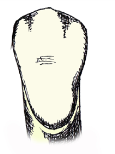 13.14 Shrnutí typických rysů jednotlivých zubů Horní velký řezák je největší řezák v celém chrupu jeho základ tvoří jasně viditelný pravoúhlý růžkový znak v mezioaproximální ploše a incizální hraně
