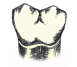 Dolní druhý premolár jediný premolár, který má tři hrbolky; jeden velký hrbolek je na bukální straně, dva menší hrbolky jsou na linguální straně Dolní první molár je zub s největším počtem hrbolků