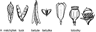 Pukavé měchýřek (1 otvor, vysypává se), blatouch lusk (dvě chlopně, od špičky ke stopce), hrách šešule (dvě