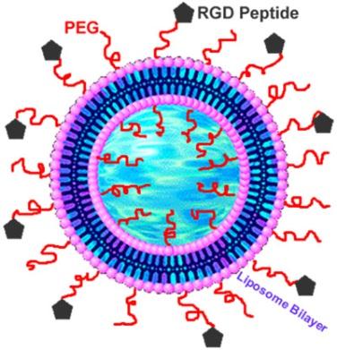 nádory - využívá principu EPR) konjugace s biokompatibilním polymerem Aktivní targeting na liposom či polymer konjugovaný s LL se naváže ligand