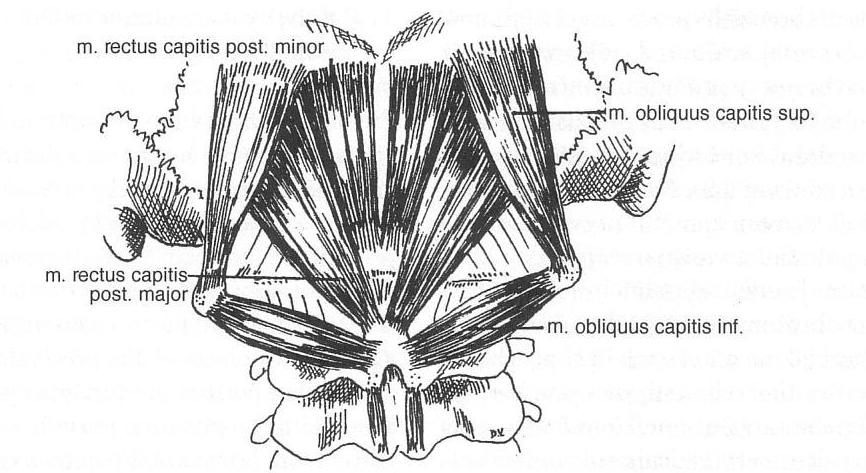 2.2.5.1 Oblast horní krční páteře - přední část: musculus rectus capitis lateralis, m. rectus capitis anterior (obr. č. 6) - zadní část: m. rectus capitis posterior. minor et major, m.