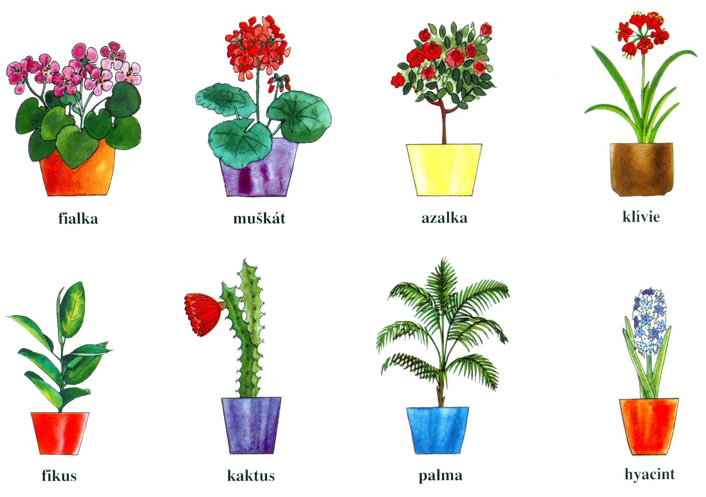 PŘÍRODOPIS Svět rostlin 2. Pokojové rostliny Pokojové rostliny pěstujeme pro radost z pěkného prostředí.