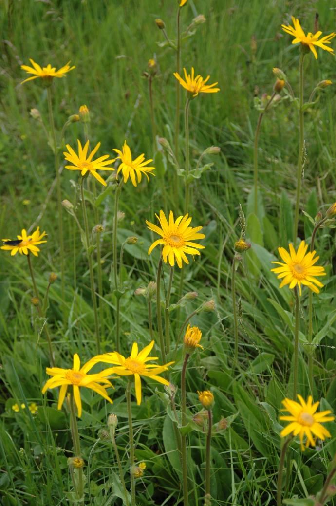 Monokompozitní léky z rostlin, jejich použití: prha arnika (Arnica montana) C3, 3 horské louky, vřesoviště, lze pěstovat na zahrádkách Arnica i Arnika použití: Úrazy všeho druhu bolest i šok