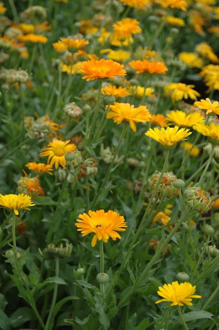 Monokompozitní léky z rostlin, jejich použití: měsíček lékařský (Calendula officinalis) Pochází ze Středozemí Pěstován na zahrádkách Běžně používaná léčivá