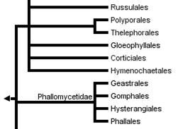 řád Atheliales (kornatečkotvaré; 22/106) sesterská vývojová větev hřibotvarých hub plodnice výhradně