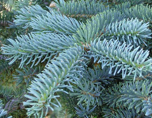 Obrázek 18: Smrk stříbrný (Picea pungens) Smrk ztepilý (Picea abies) Je vysoký 50 m, má úzce jehlancovitou korunu. Má šupinovou borku a větve vyrůstající v přeslenech.
