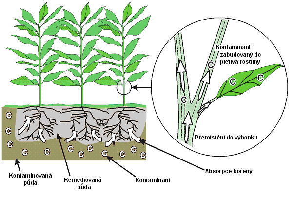 kořenové tkáni (C 2 ) Kontaminovaná podzemní voda Vyčištěná