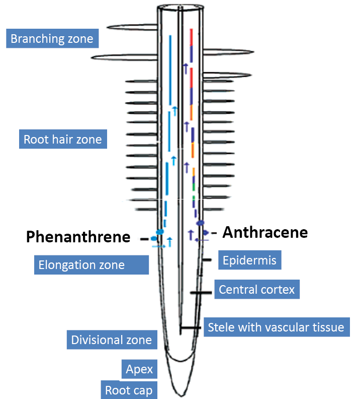 antracén/fenantrén ve vodivých pletivech Žádný antracén/fenantrén v