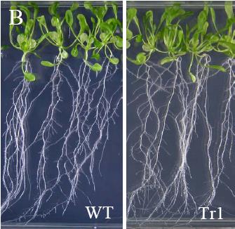 DEGRADACE TNT POMOCÍ ARABIDOPSIS Experiment Srovnání tolerance k TNT mezi wild-type (WT) a transgenní linií (Tr1) s nitrát reduktasou.