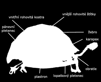 PLAZI Podtřída: Želvy - tělo v kostěném krunýři (destičky) 2 části :spodní plastron, horní