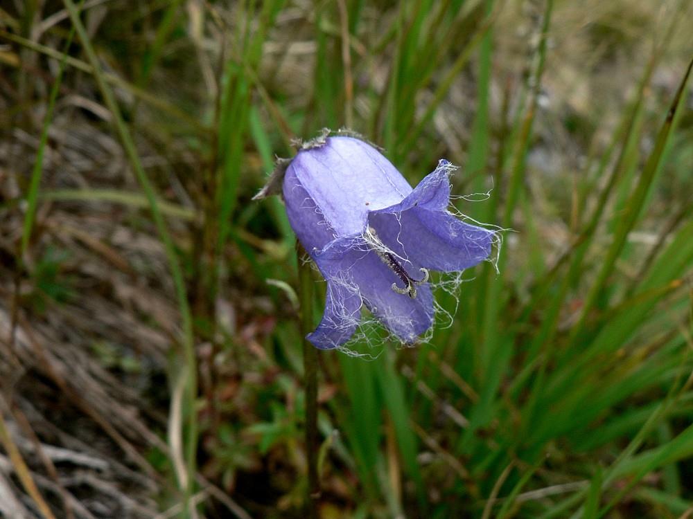 Campanula barbata Campanula barbata L. C2, 2 hory stř. a jv.