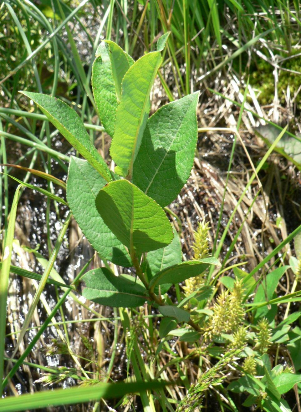 Salix hastata ssp. vegeta Salix hastata subsp. vegeta Rech. fil.