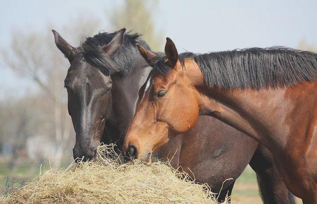Nakrm si svého koně Výživa koní K rmení ovlivňuje nejen kondici zvířete, ale i jeho zdraví a chování, proto je