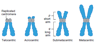 Charakterizace chromozomů Cytogenetika spojuje variace chromosomů k určitému znaku (spojení HUGO + cytogenetika) Velikost a tvar 22 párů drží pohromadě = autosomy 23.