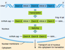 Od DNA k proteinu U eukaryot kódující sekvence (exony), nekódující sekvence (introny)