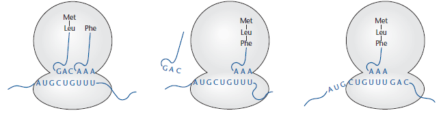 Od DNA k proteinu translace Terminační /stop kodon UAG, UAA, UGA Po translaci modifikace fosforylace, glykosylace,
