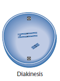 Meiosa aneb jak efektivně zhubnout Reciproká výměna chromosomálního materiálu = crossing over mezi nesesterskými chromatidami Ústup synase s výjimkou