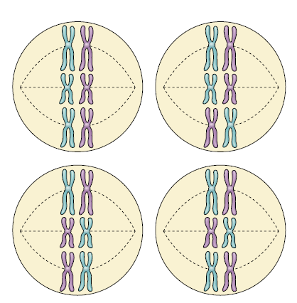 Meiosa aneb jak efektivně zhubnout Uspořádání v rovníku buňky. Duplikované chromosomy (dyády) z každého bivalentu se rozcházejí. Meiosa II nemá S fázi.