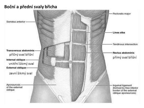 SVALOVÁ SOUSTAVA DYLEVSKÝ Ivan: Základy funkční anatomie...1 Gymnázium a Střední odborná škola pedagogická: Multimediální výukové materiály pro biologii na gymnáziu.