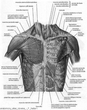 pterygoidei) Mimické svaly - kruhové oční svěrače - ústní svěrač - čelní sval - svaly nosu - lícní sval - tvářový sval - kruhový svěrač úst - bradový sval Krční a hrudní svaly Svaly krku - hluboká