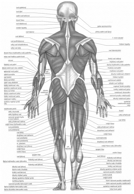 8. Zevní a vnitřní šikmý sval břišní - účastní se předklonu a rotace trupu; břišní lis 9. Příčný sval břišní - v nejhlubší vrstvě svalů; účast v břišním lisu 10.