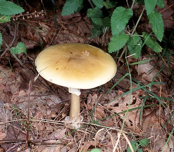 Otravy makromycety - muchomůrka zelená - Amanita phalloides