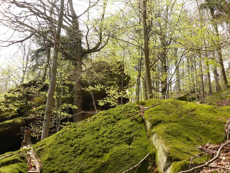 Hostýnské vrchy Přírodní park Hostýnské vrchy kroměřížská část 98 km 2, zlínská část 105 km 2 Chráněné území přírodní rezervace Obřany, Čerňava, Smrdutá Výskyt