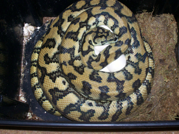 Líhnutí, můžeme jasně odlišit jaguary a siblingy, na jejich konečné zbarvení si však budeme muset počkat více než půl roku svou genetickou cenu.