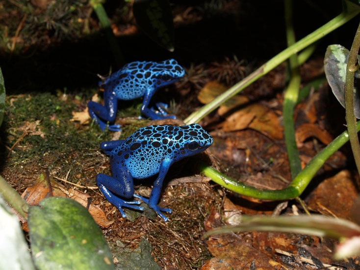 Pohled do nádrže s Dendrobates tinctorius Azureus. Taxiphyllum barbieri), okřehek a řasy na stěnách.
