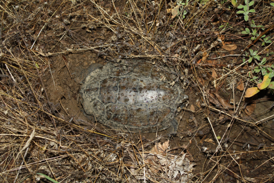Vejce želvy nádherné želvy nádherné, a jejich shromažďování pokračuje i nadále. Záznamy jsou průběžně publikovány v Herpetologických informacích (časopis České herpetologické společnosti).
