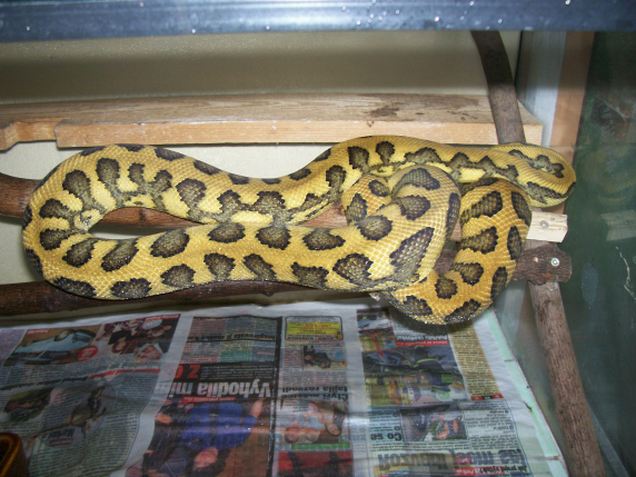 Morelia spilota ssp. mutace jaguar M.spilota 50% harrisoni jaguar.