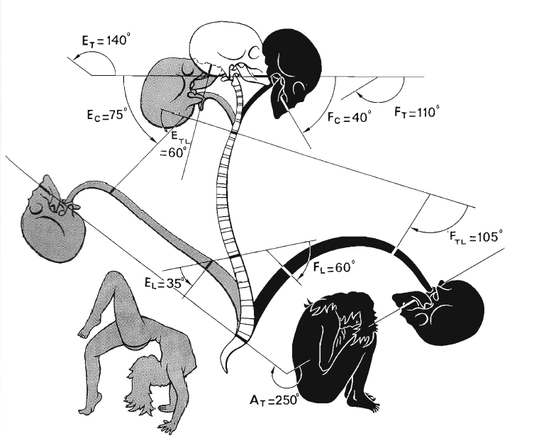 Dle Kapandjiho je celkový rozsah hybnosti páteře do anteflexe 110, retroflexe 140, lateroflexe 80 a rotace 90 (Kapandji, 2004) (viz obr. 1). Obr.