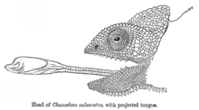 simultaneously (stereoscopic eyes) jeho oči se mohou otáčet a odděleně pozorovat - the upper and lower eyelids are joined (a pinhole large enough for the pupil to see through) - chameleons have got a