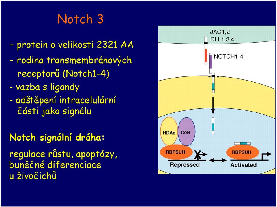 -odštěpení intracelulární části jako signálu Notch