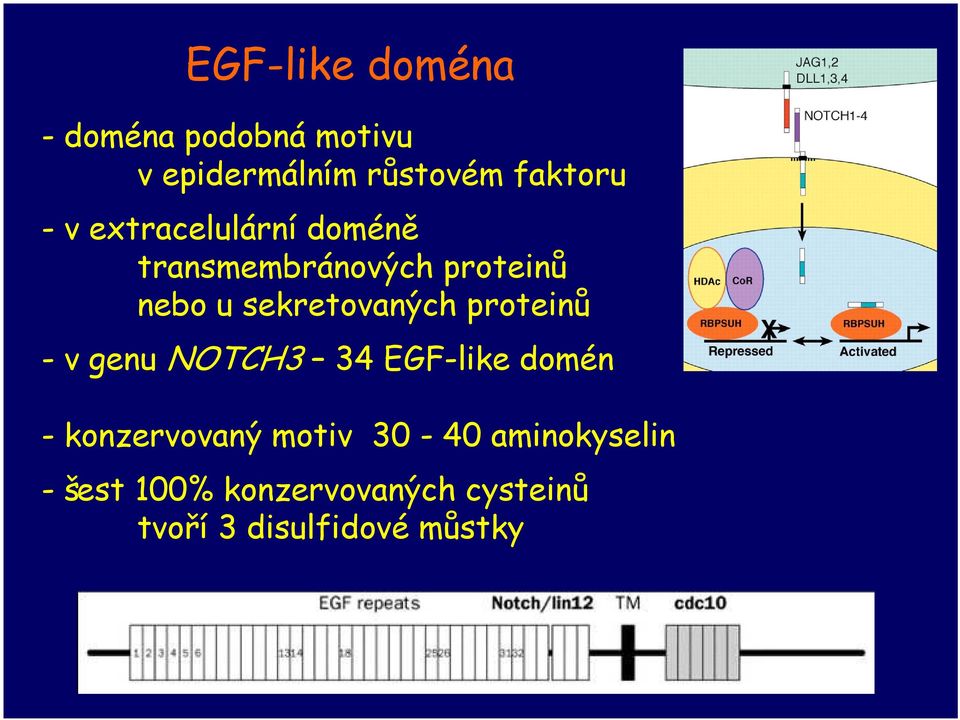 sekretovaných proteinů -v genu NOTCH3 34 EGF-like domén - konzervovaný